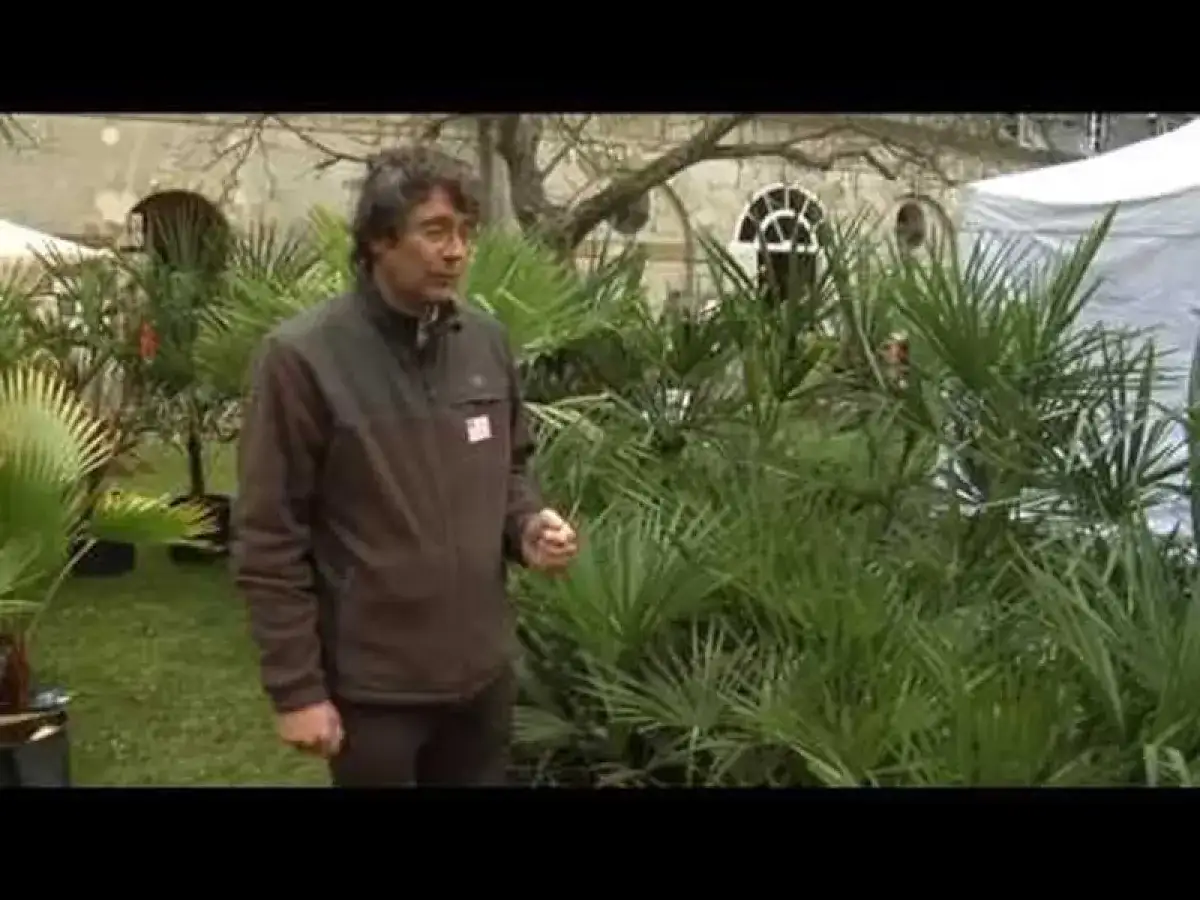 Un homme se tient devant une all&eacute;e de **palmier**s luxuriants, avec un b&acirc;timent ancien en arri&egrave;re-plan.