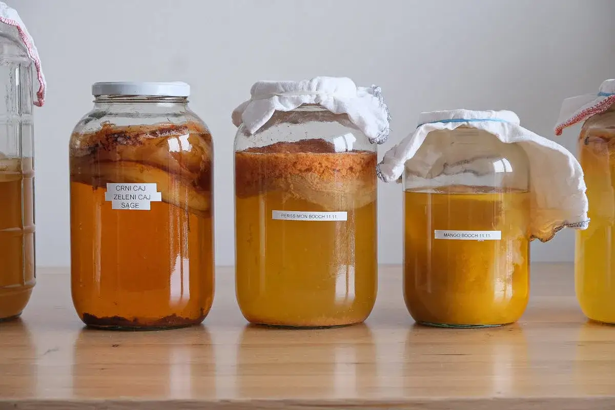 SCOBY kombucha