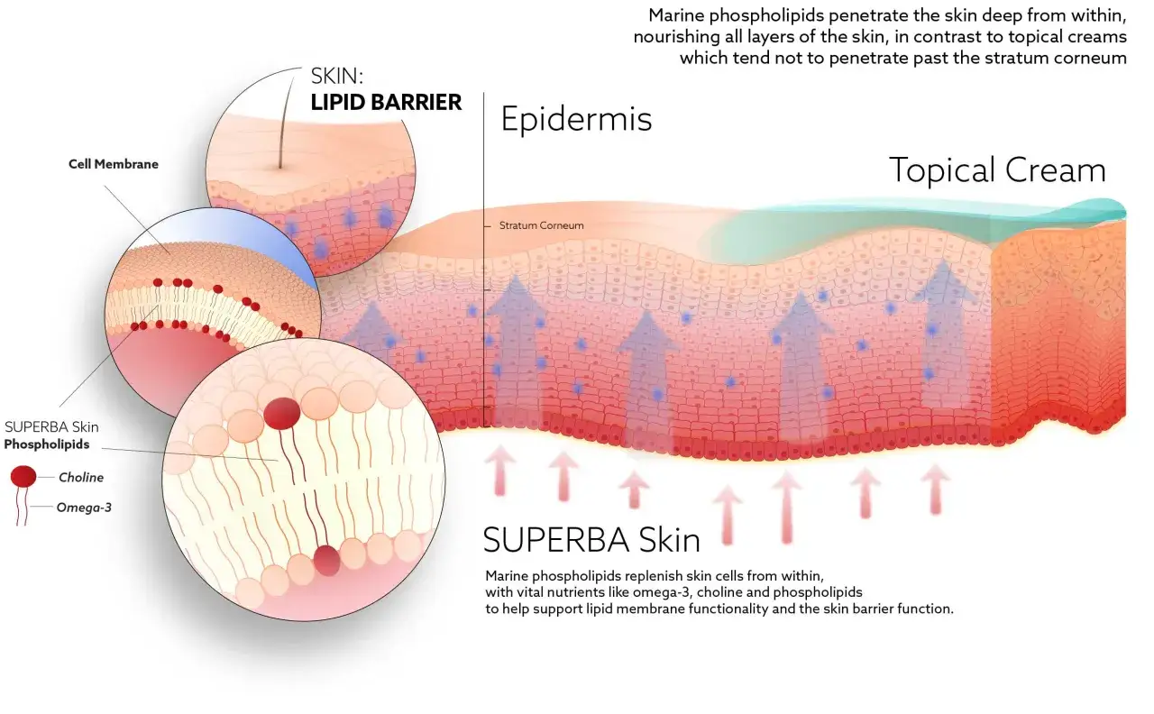 Ilustracja pokazuje, jak fosfatydylocholina z SUPERBA Skin wnika w głąb skóry, odżywiając ją od wewnątrz.