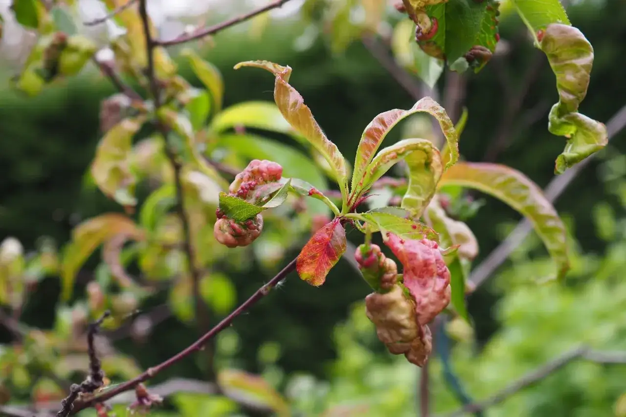 Feuilles de pêcher déformées par la cloque, signe qu'un traitement est nécessaire pour sauver l'arbre.