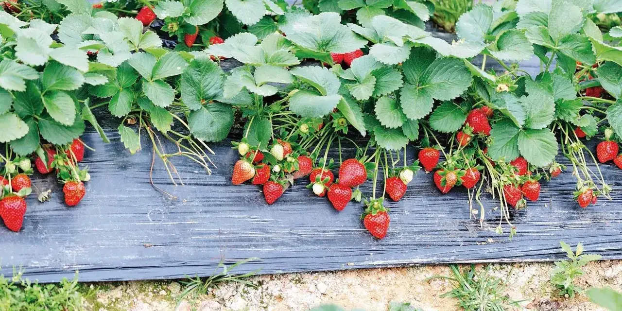 Pianta fragole rigogliosa con frutti rossi maturi e foglie verdi, distesa su telo nero.