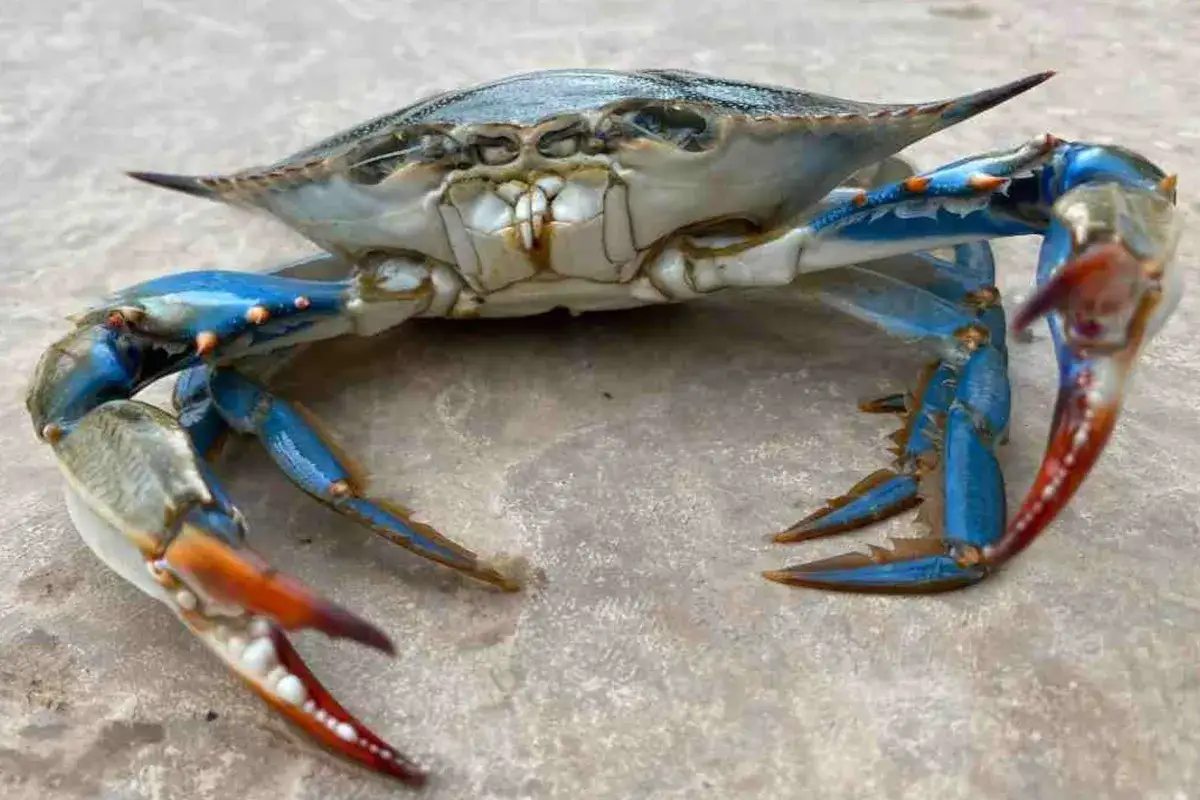 Il granchio blu, con le sue chele rosse e blu vibranti, si erge minaccioso su una superficie ruvida.