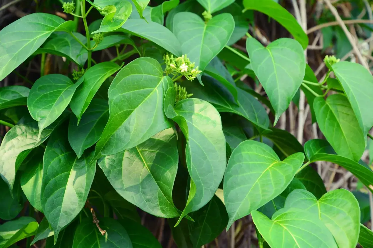 Feuilles vertes et petites fleurs blanches d'une plante de gymnema sylvestre, symbole de bienfaits naturels.