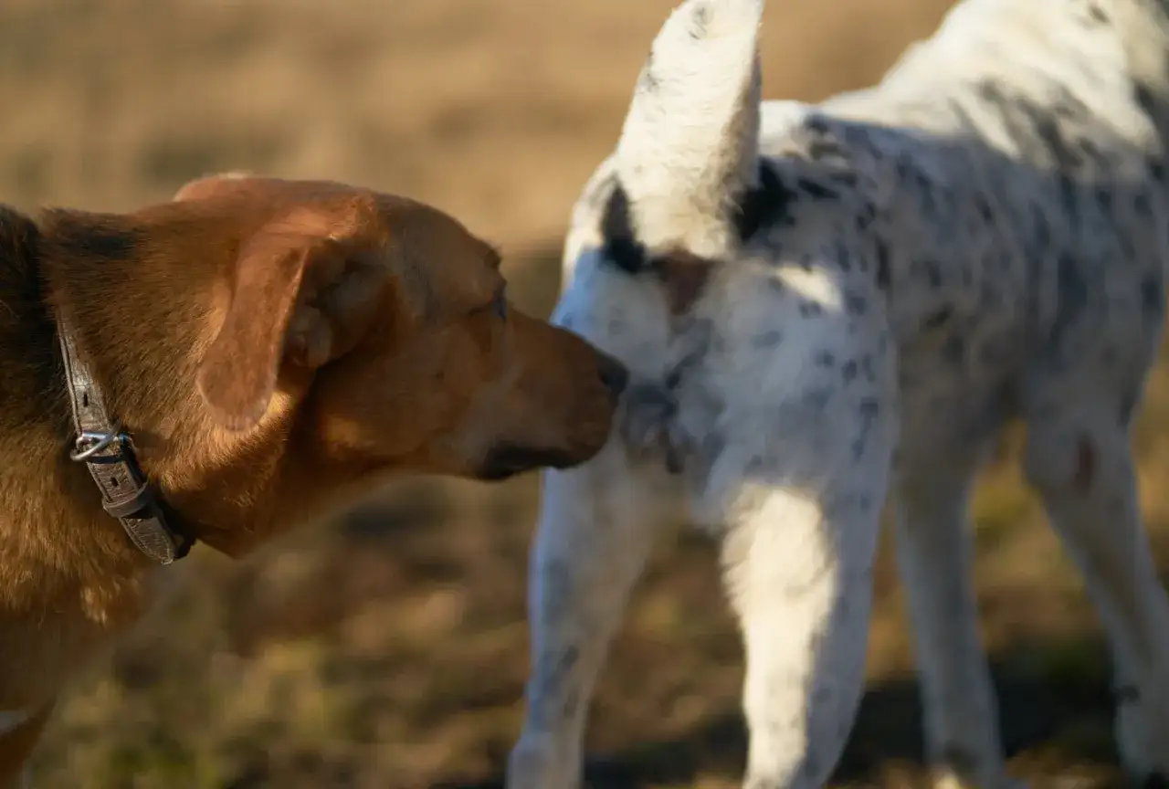 A brown dog sniffs the rear of a spotted dog, a common greeting that helps them learn about each other.