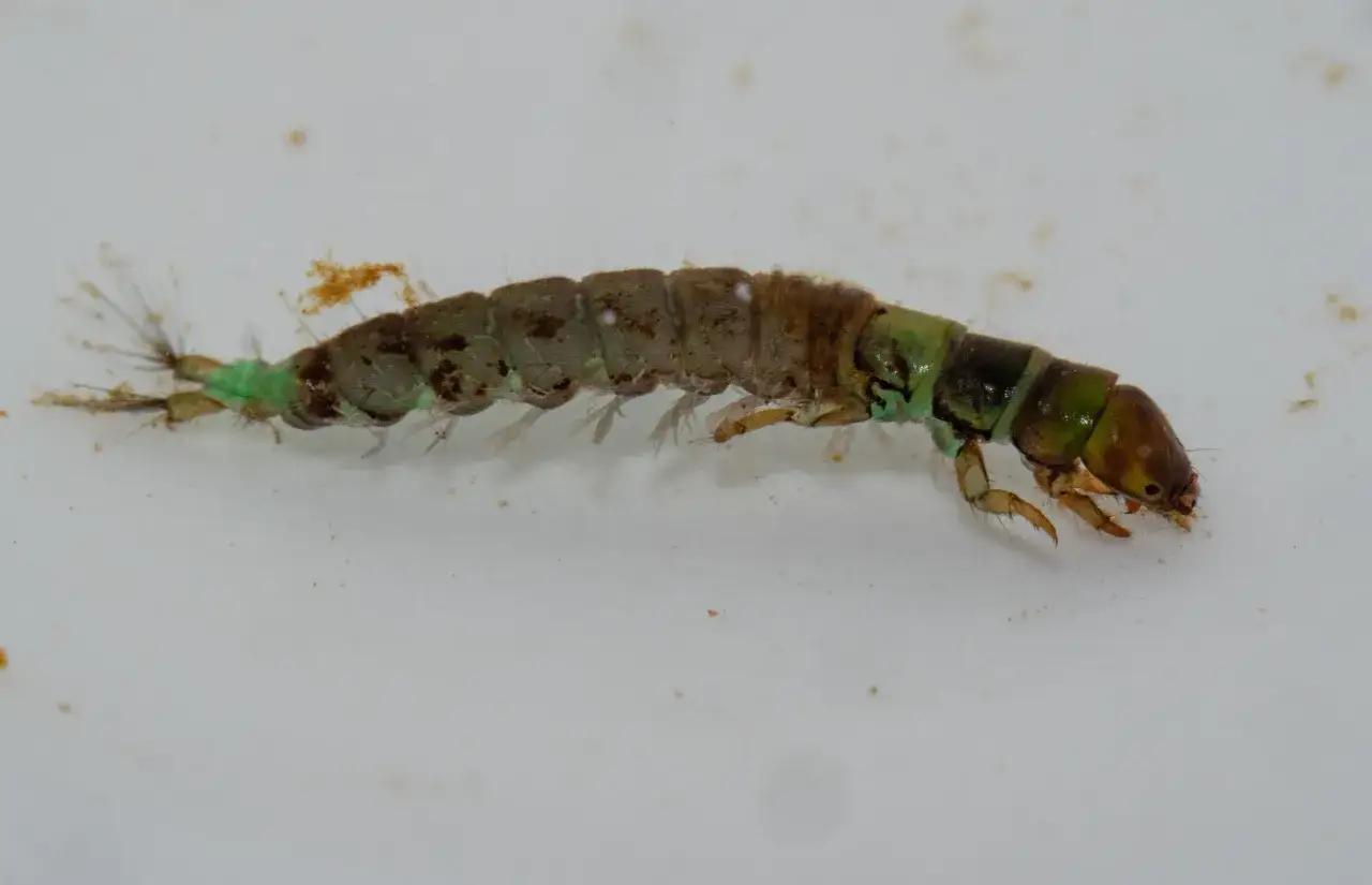 Larves dans l'eau, une créature aquatique aux pattes fines et au corps segmenté, se déplaçant sur un fond clair.