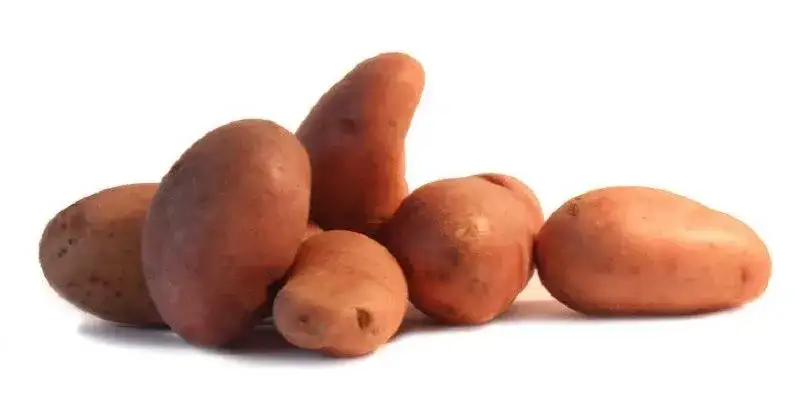 Variétés de pommes de terre à chair ferme pour salade