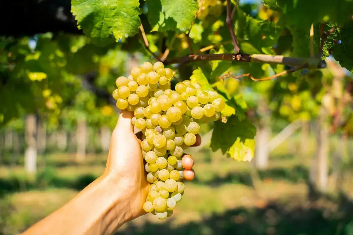 Grappolo di Pinot Bianco maturo, pronto per essere raccolto. Le sue caratteristiche lo rendono ideale per vini freschi e aromatici.