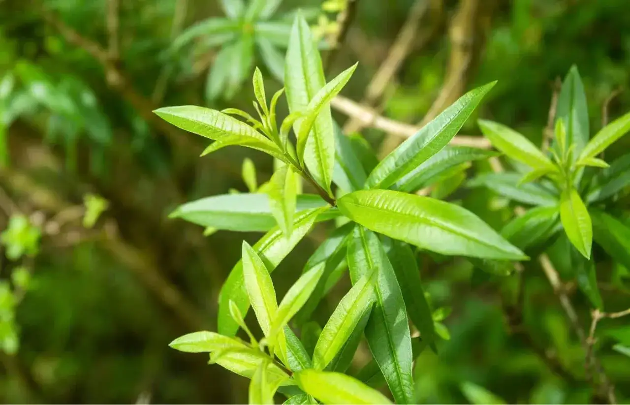 Feuilles vertes et lumineuses de verveine citronnelle, pr&ecirc;tes pour la taille.