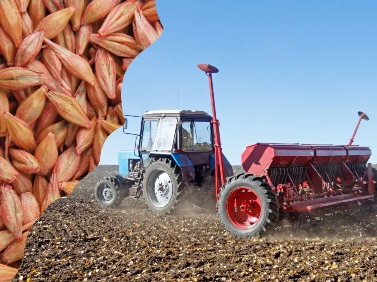 Zbliżenie na ziarna zboża i traktor z siewnikiem w polu. Jaka zaprawa do zboża najlepsza, by zapewnić obfite plony.