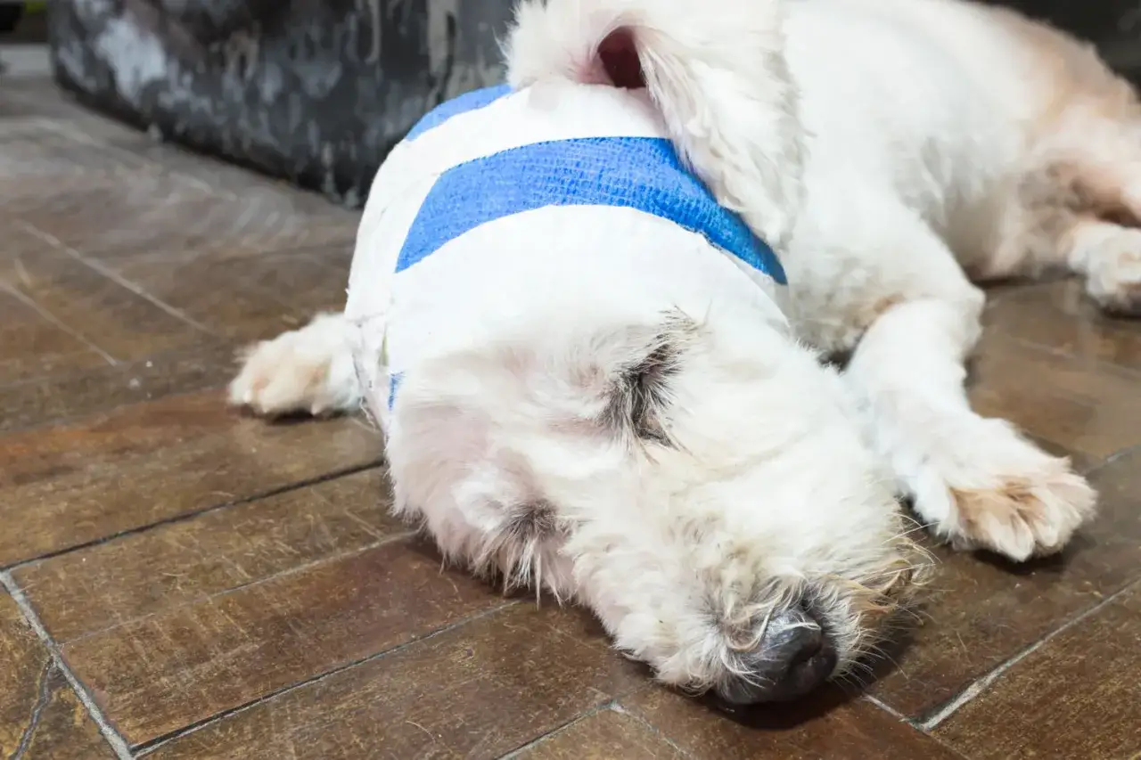 Chien blanc, le crâne bandé de blanc et bleu, se repose sur un parquet. Il semble se remettre d'un traumatisme cranien.