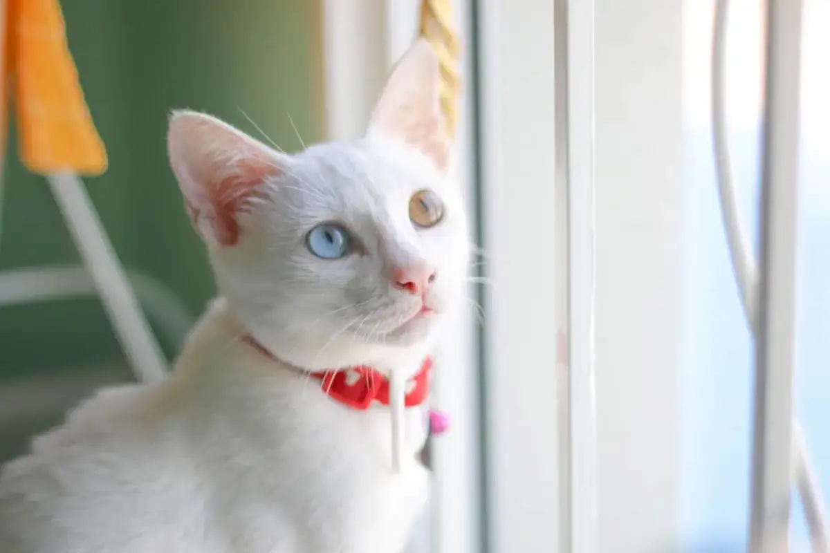 Un gatto Khao Manee bianco con occhi di colori diversi, uno blu e uno ambrato, guarda fuori dalla finestra con un collare rosso.