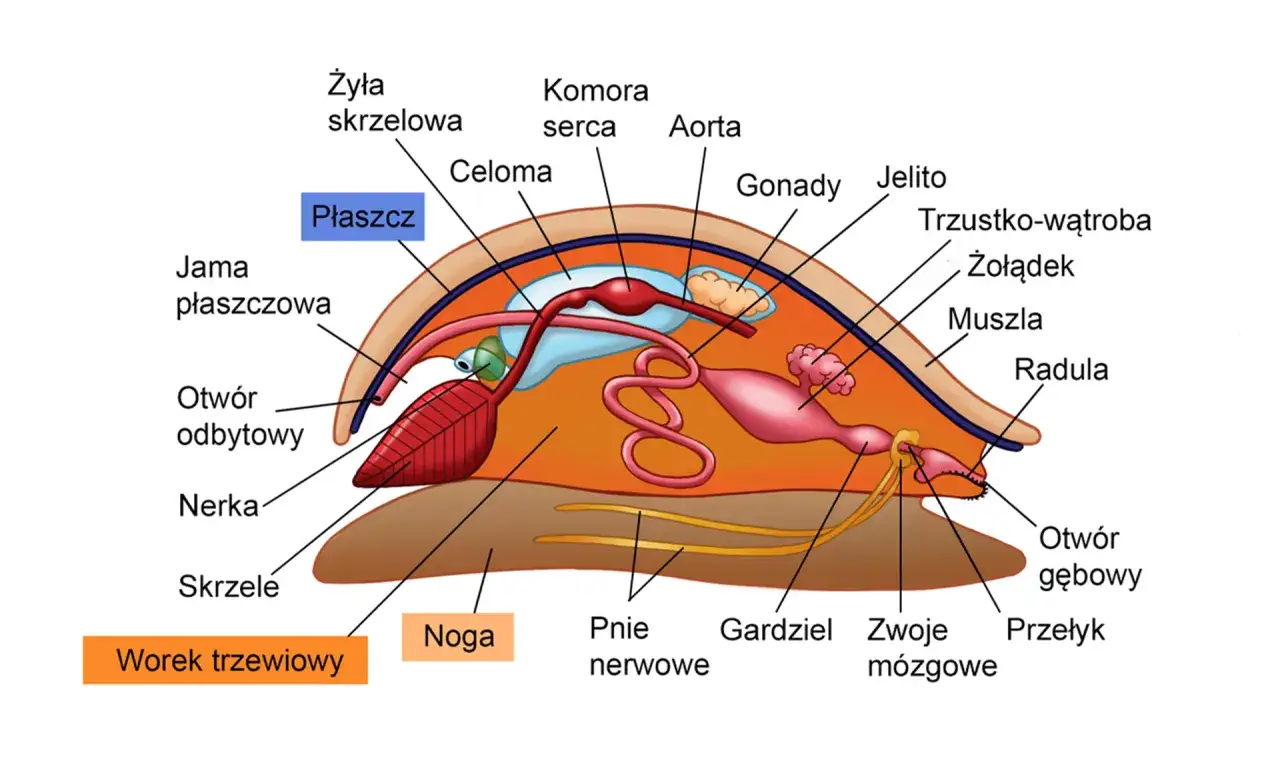 Schemat budowy ślimaka, pokazujący, jak powstają muszle morskie dzięki płaszczowi.