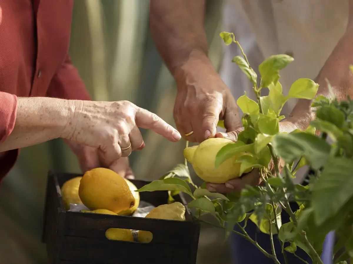 Manos cosechando limones de un árbol. Una mujer señala un limón, quizás explicando cómo podar un limonero.