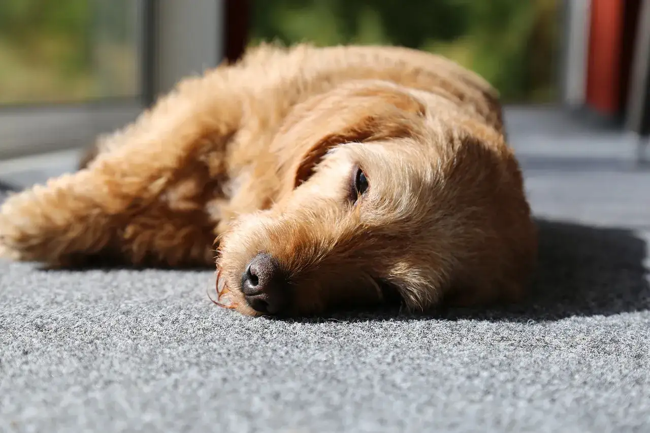 Mi perro se cae de repente, agotado por el sol. Su pelaje dorado descansa sobre la alfombra gris, con la nariz húmeda y los ojos entrecerrados.