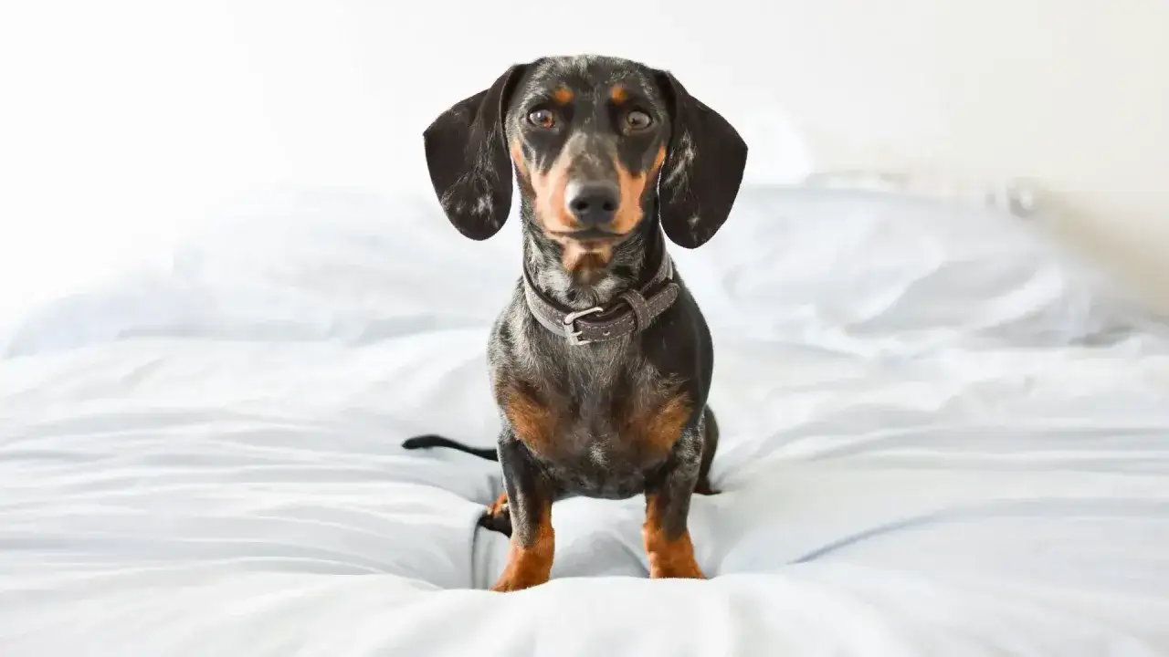Un perro salchicha con collar de cuero mira fijamente, sentado en una cama blanca. ¿Por qué se sacuden los perros?