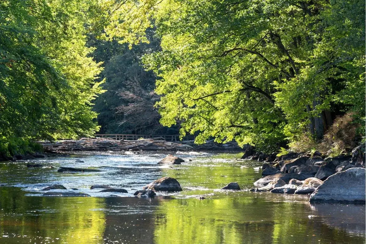 Un río sereno fluye entre árboles frondosos, reflejando la luz del sol. Rocas emergen del agua, y un puente de madera cruza la **ruta río Chicamo**.