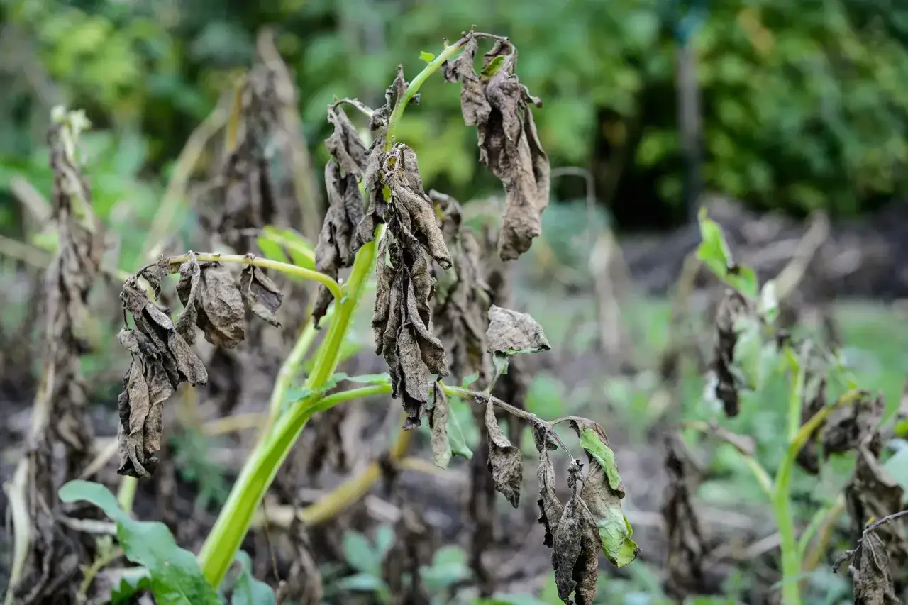 Plantes de pomme de terre atteintes par le mildiou, nécessitant un traitement fongicide. Les feuilles sont brunes et desséchées.
