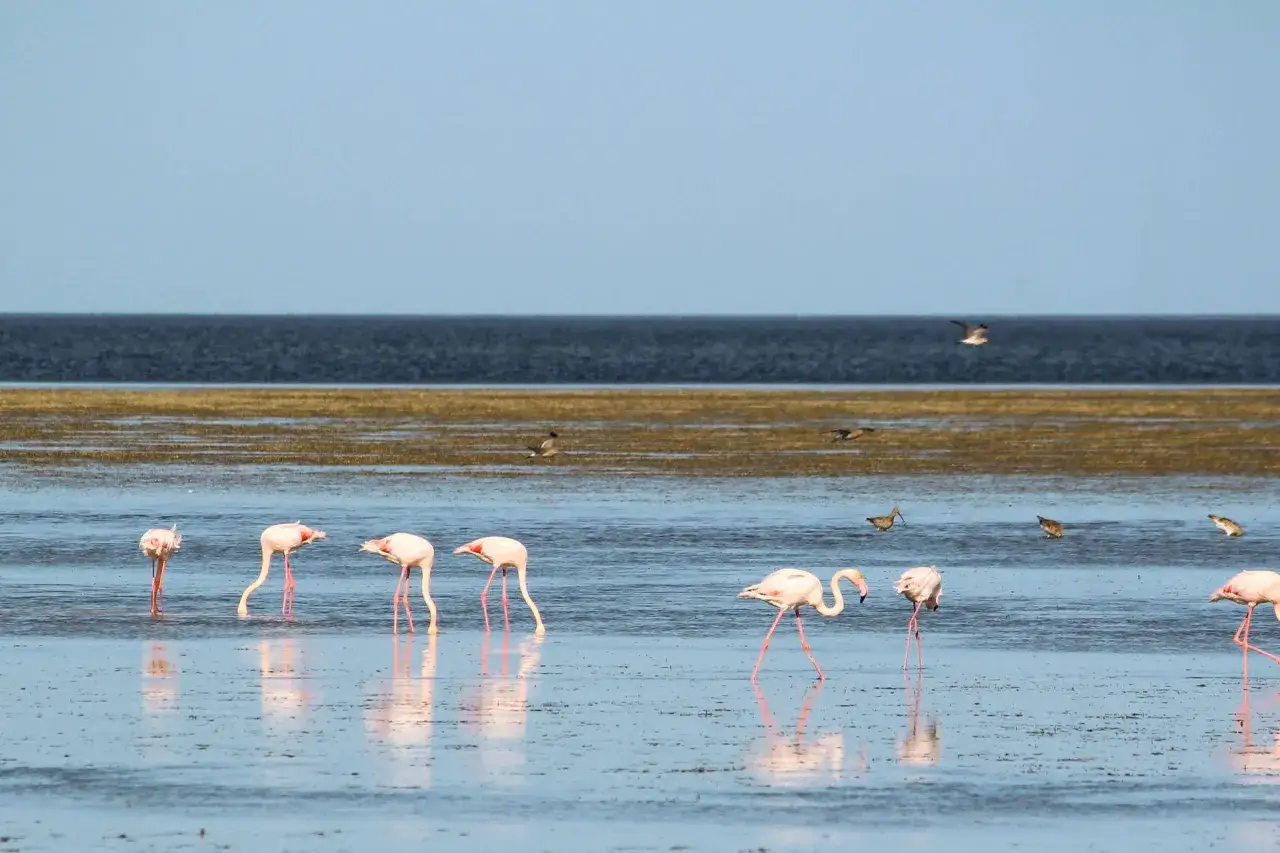 Różowe flamingi brodzą w płytkiej wodzie, tworząc malowniczy widok na wyspie flamingów Djerba.