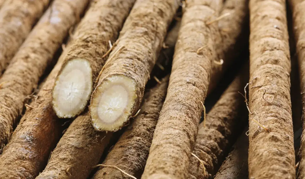Gros plan sur des racines de bardane, révélant leur texture terreuse et leur intérieur blanc. Ces racines sont connues pour leurs nombreux bienfaits.