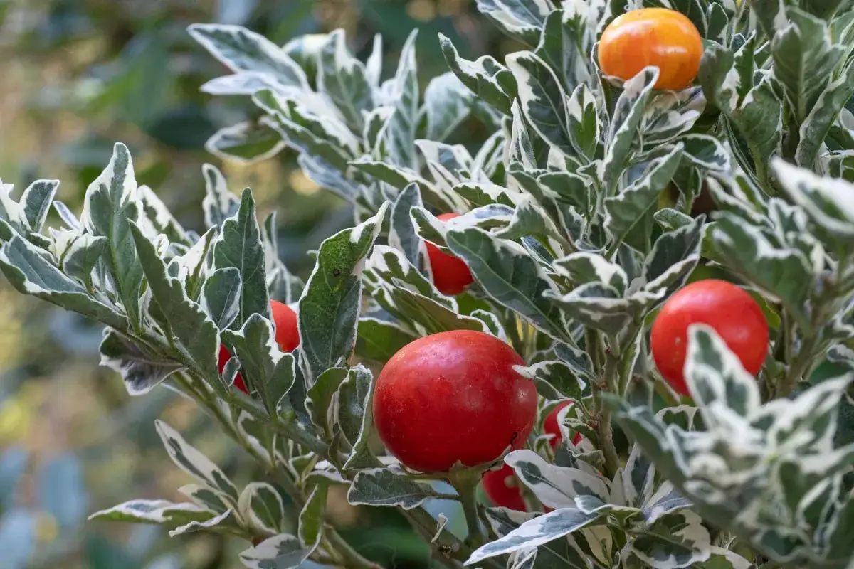 Pommier d'amour : entretien facile pour des fruits rouges et oranges éclatants sur un feuillage panaché.