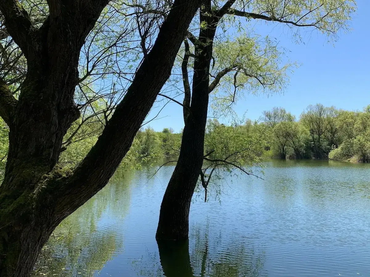 Woda w jeziorze odbija niebo i drzewa. Na pierwszym planie widać pień drzewa, a w tle bujną zieleń. To spokojne miejsce, idealne na spacer.