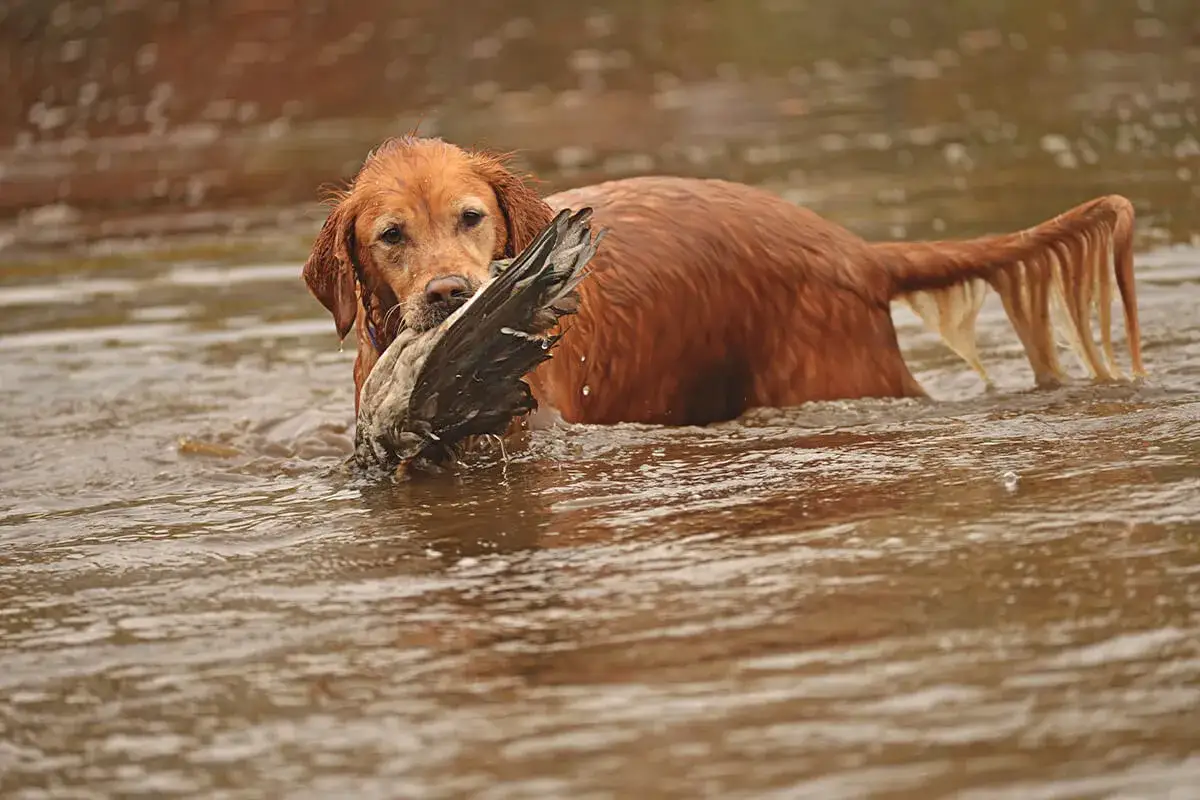 En stolt jakt golden retriever bär en fågel genom vattnet.