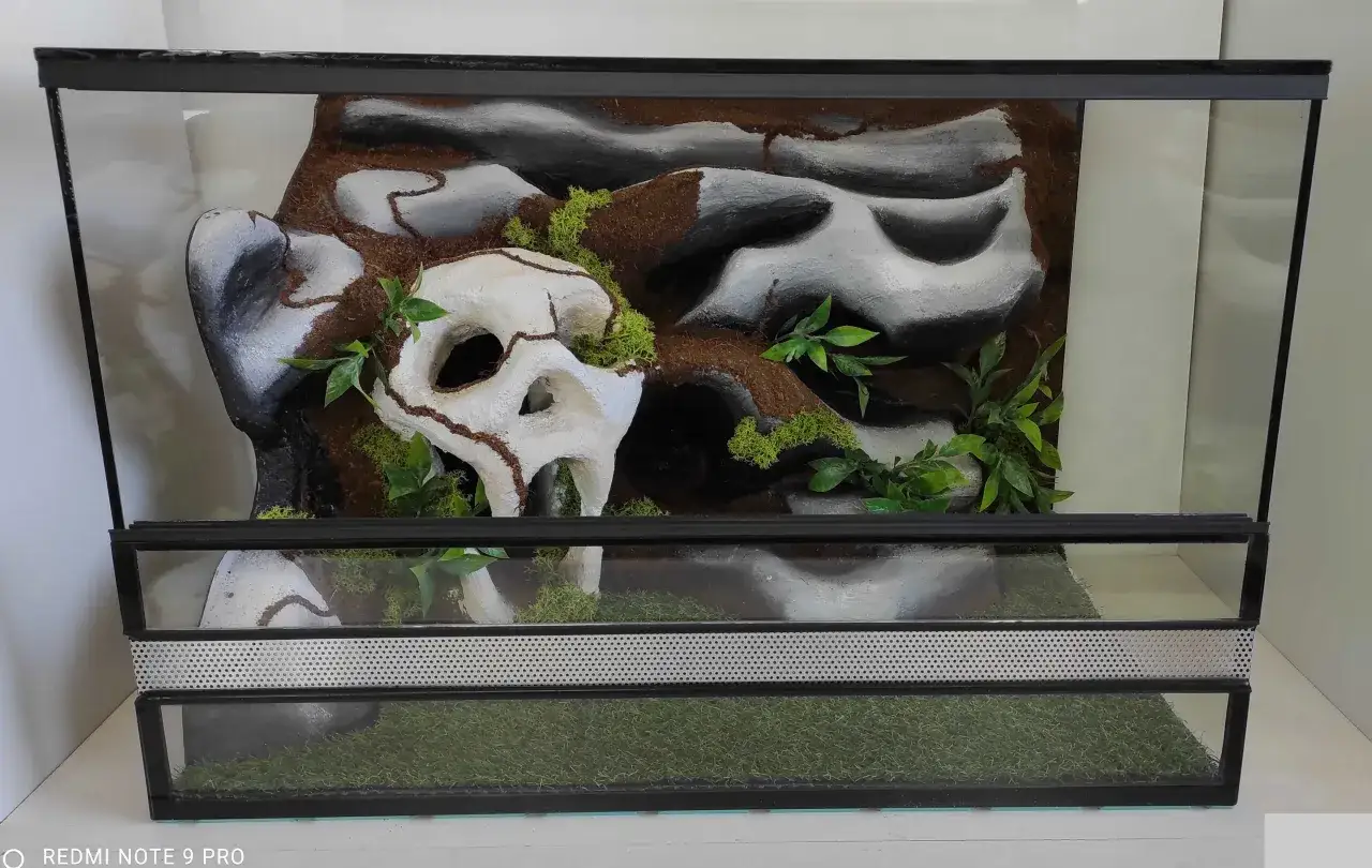 Gotowe terrarium dla węża zbożowego z kamieniami, mchem i sztuczną czaszką. Idealne dla małego gada.