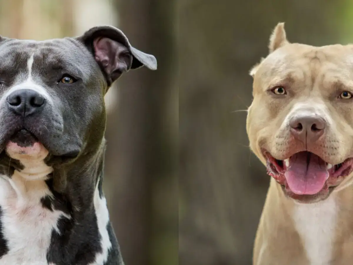 Dwa psy rasy pitbull, jeden szary z białymi znaczeniami, drugi beżowy, patrzą w obiektyw.
