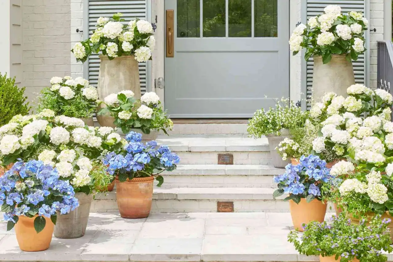 Magnifiques hortensias bleus et blancs en pot devant une porte. L'entretien de ces hortensias en pot est simple pour un tel d&eacute;cor.