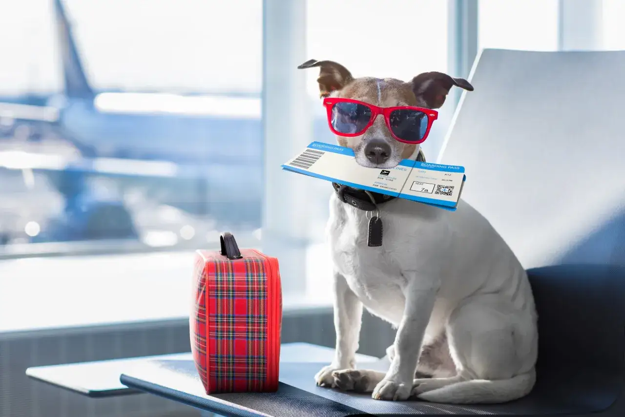 Un chien avec des lunettes de soleil rouges tient un billet d'avion pour le Canada, pr&ecirc;t pour son voyage.