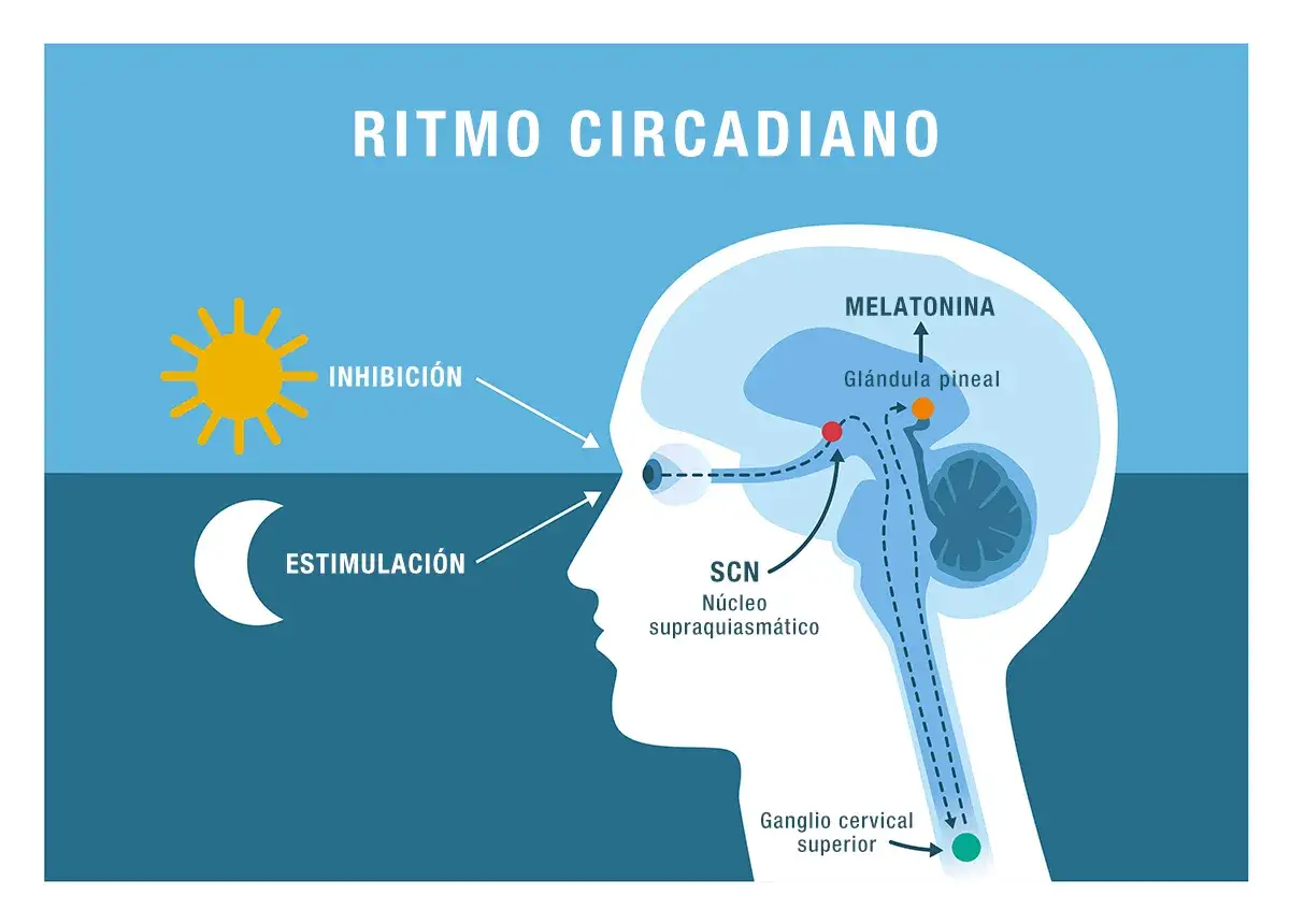 El sol inhibe la producción de melatonina, mientras que la luna la estimula. La glándula pineal produce melatonina.