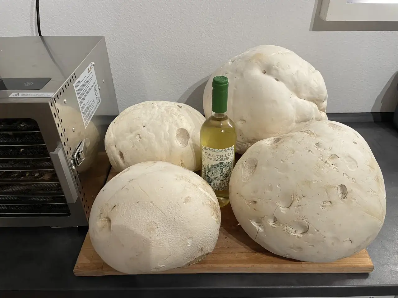 Große Pilze liegen bereit, um sie zu trocknen. Ein Dörrautomat und eine Flasche Weißwein stehen daneben.