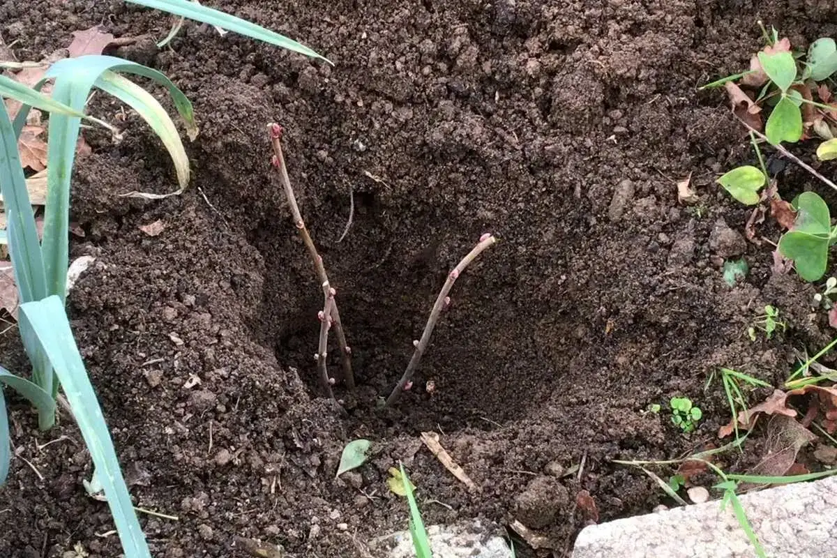 Deux boutures de cassis plant&eacute;es dans la terre, pr&ecirc;tes &agrave; prendre racine et &agrave; devenir de jeunes plants.
