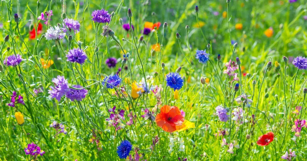 En &auml;ng full av bl&aring;klint, vallmo och andra vilda blommor, som en scen ur 