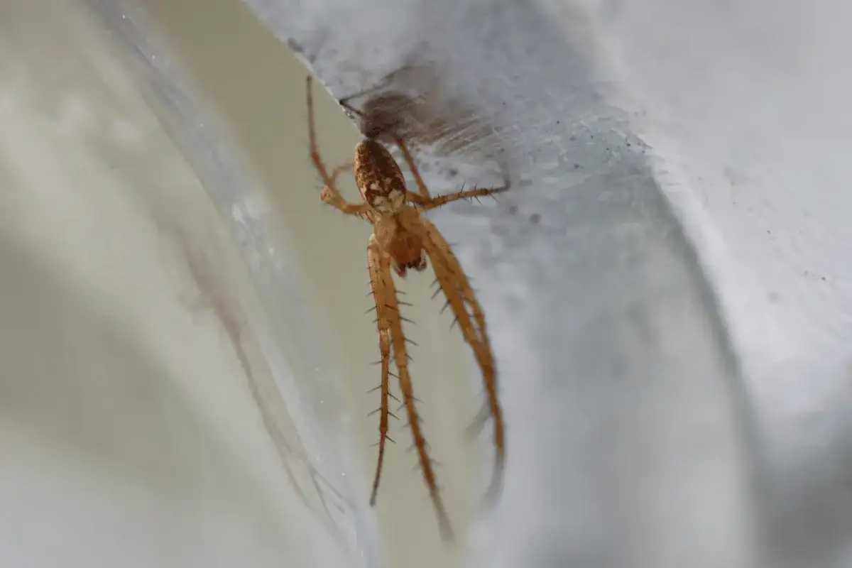 En liten, orangef&auml;rgad hus spindel kl&auml;ttrar p&aring; en vit yta.