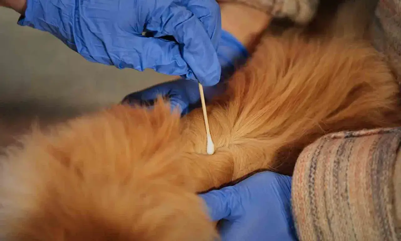 Manos con guantes azules usan un bastoncillo de algod&oacute;n para quitar una garrapata del pelaje de un gato.