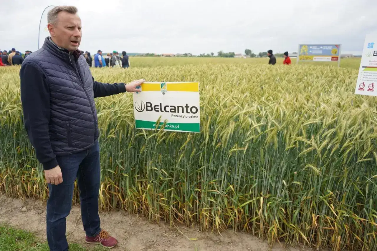 Mężczyzna prezentuje pszenżyto ozime na słabe gleby. Pole zielonego zboża w tle.