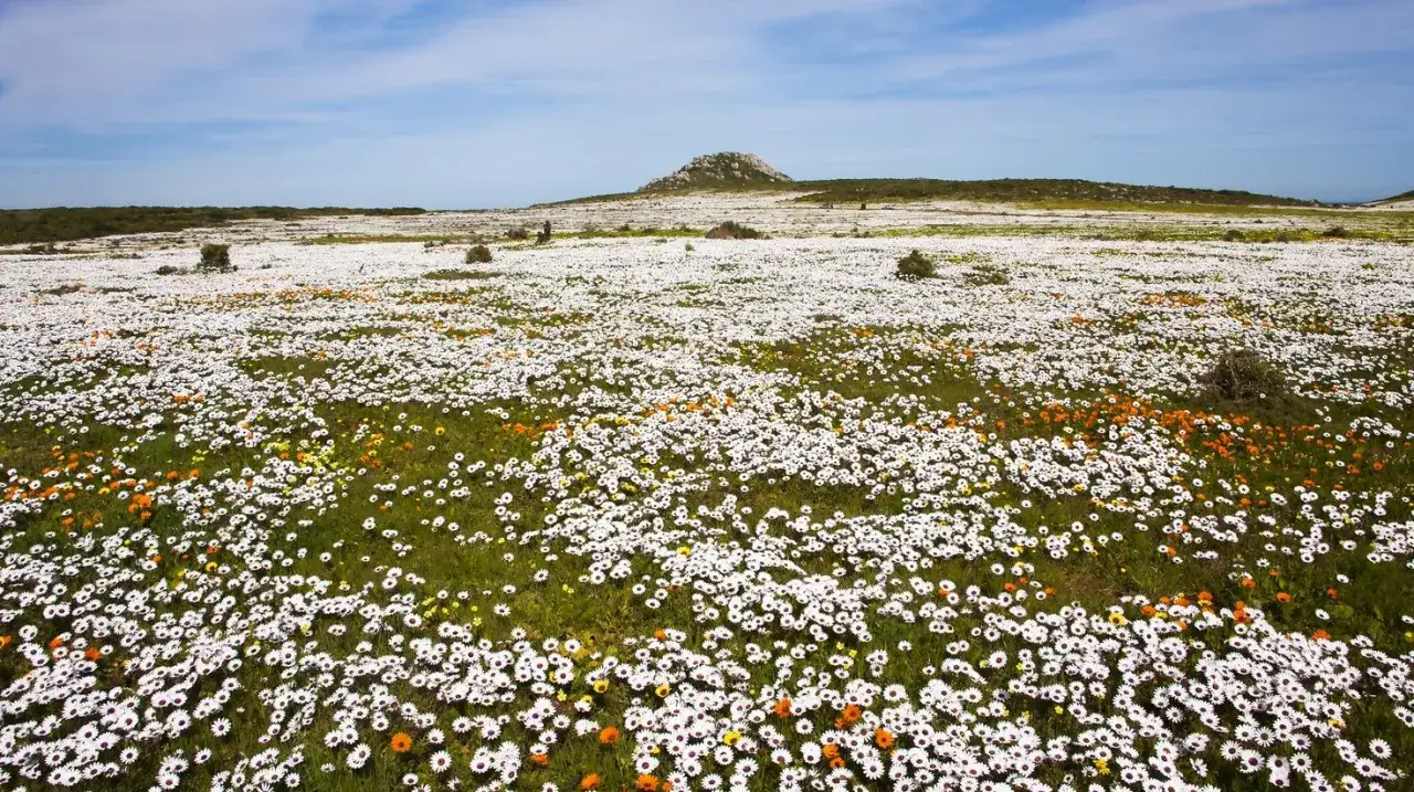 Bl&uuml;hende Wiesen mit wei&szlig;en und orangen Blumen im Namaqua National Park. Ein H&uuml;gel ragt im Hintergrund auf.
