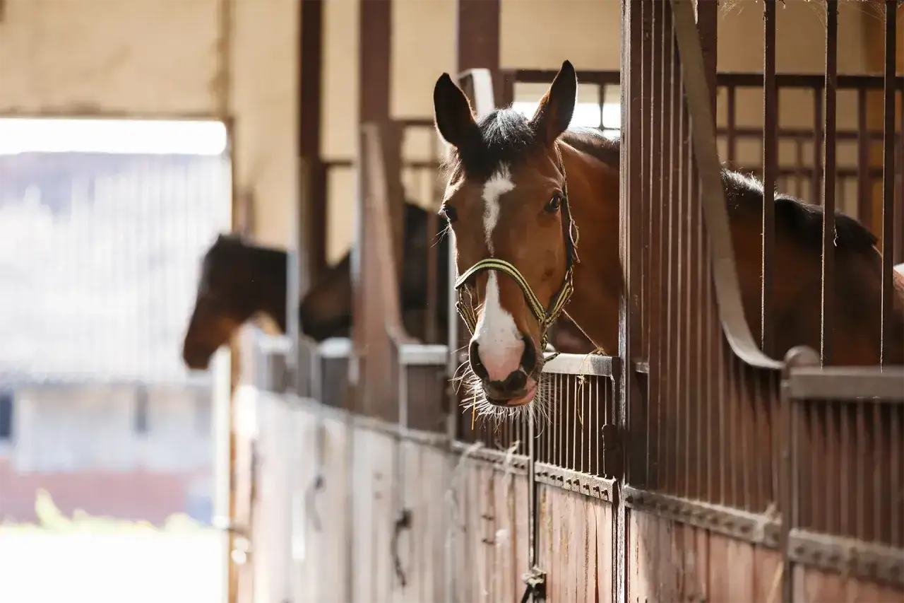Cavallo marrone in un box di un allevamento di cavalli, con un altro cavallo sfocato sullo sfondo.