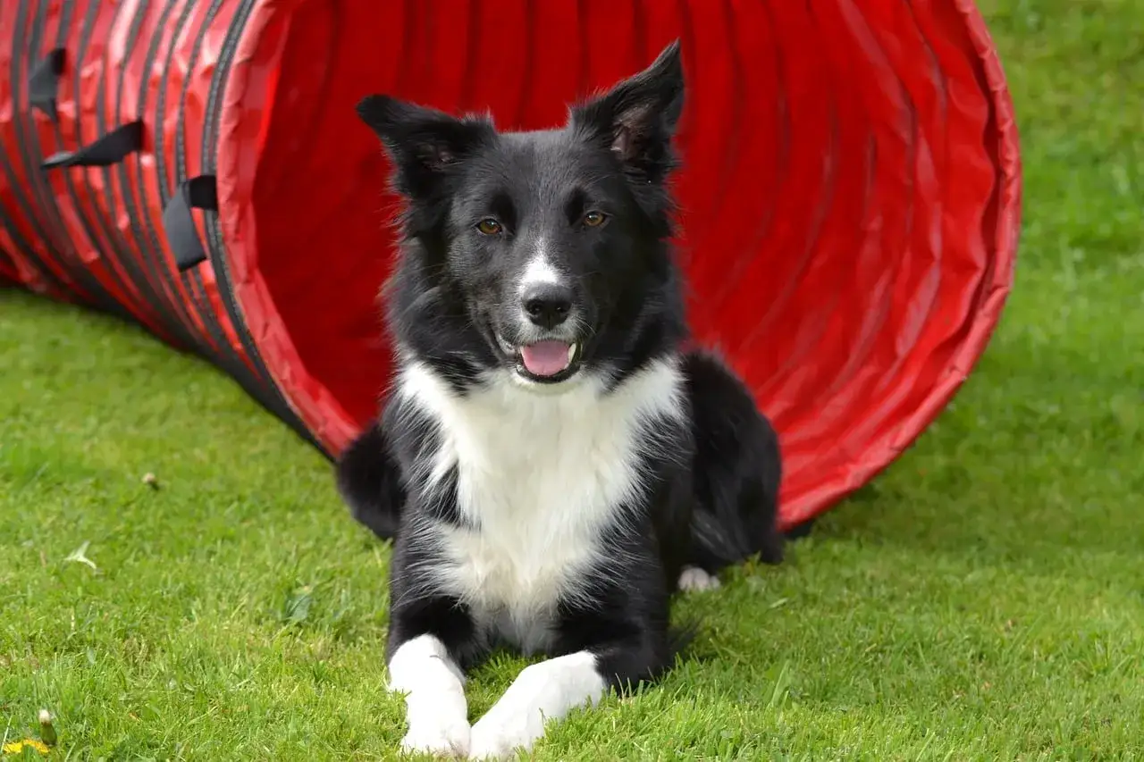 Piękny border collie długowłosy leży na trawie obok czerwonego tunelu do agility.