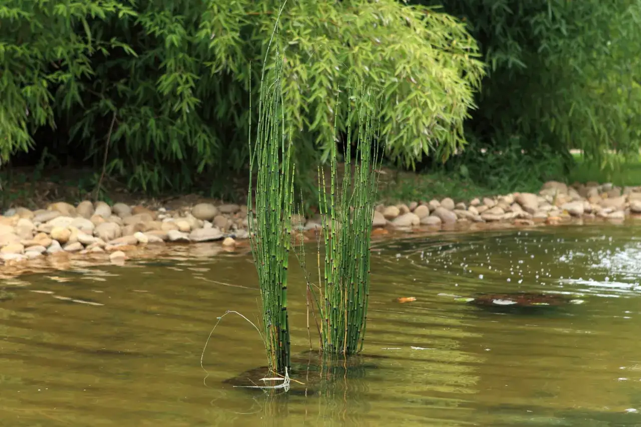 Deux touffes de pr&ecirc;le du Japon &eacute;mergent d'une eau calme, bord&eacute;e de galets et de bambous verdoyants.