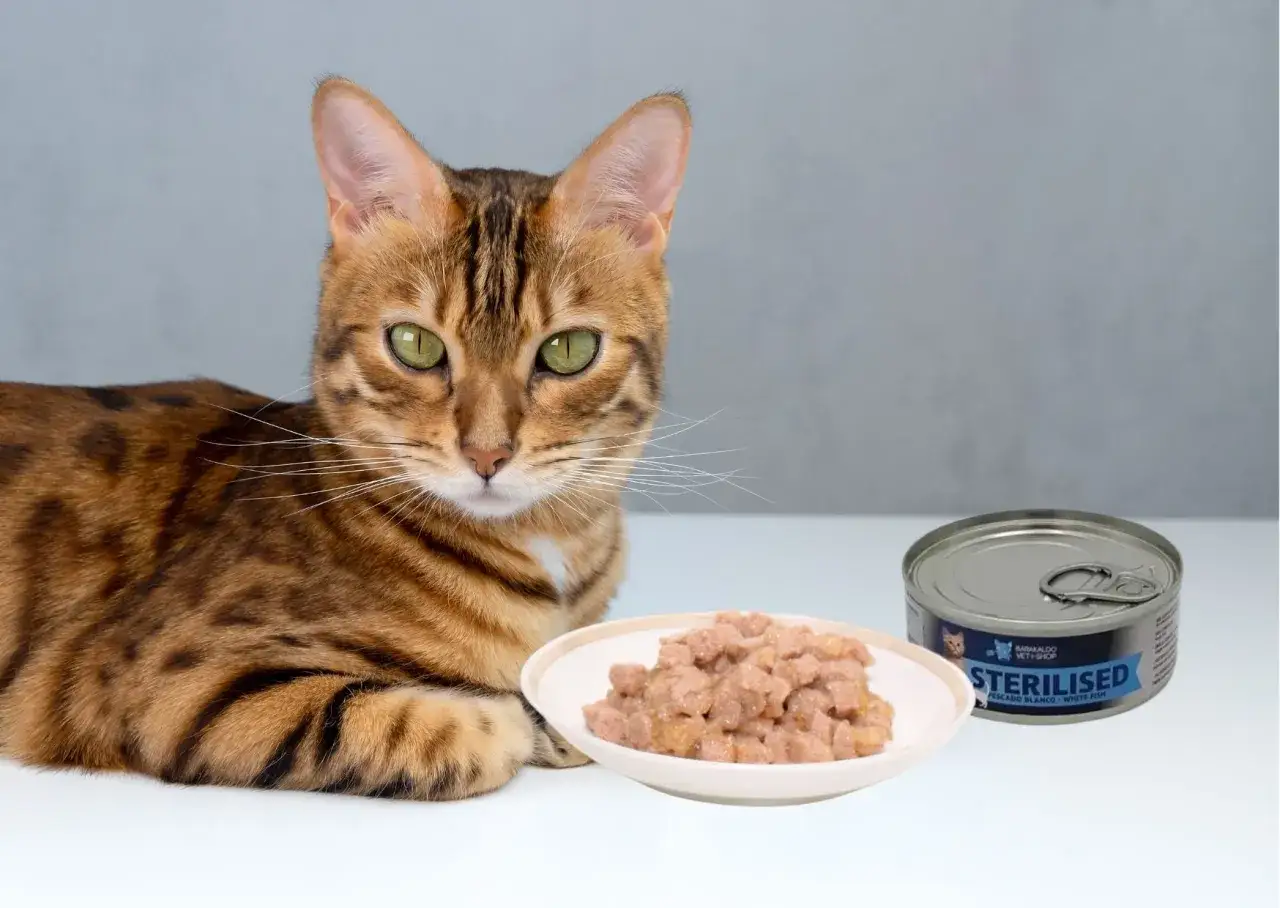 Gato bengalí mira plato con comida húmeda, listo para aprender como alimentar a un gato. Lata de comida al lado.