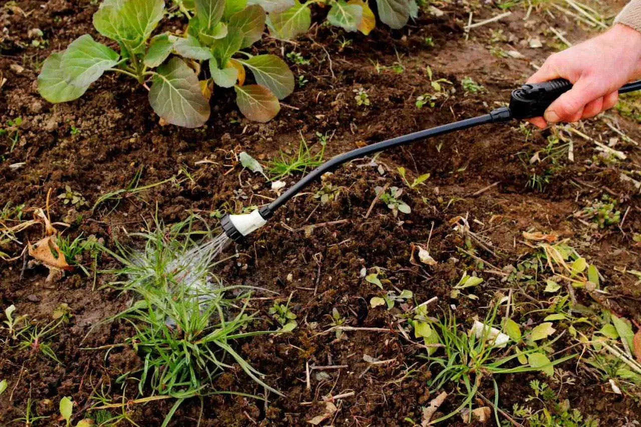 Spraying a weed killer on grass, a method for how to kill grass, near young cabbage plants.