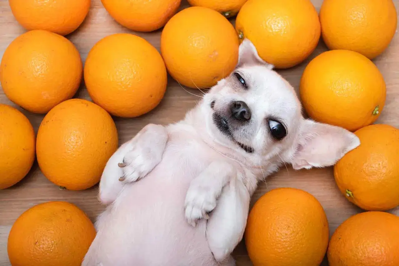 A cute chihuahua dog surrounded by oranges, looking like it's contemplating if dogs eat oranges.