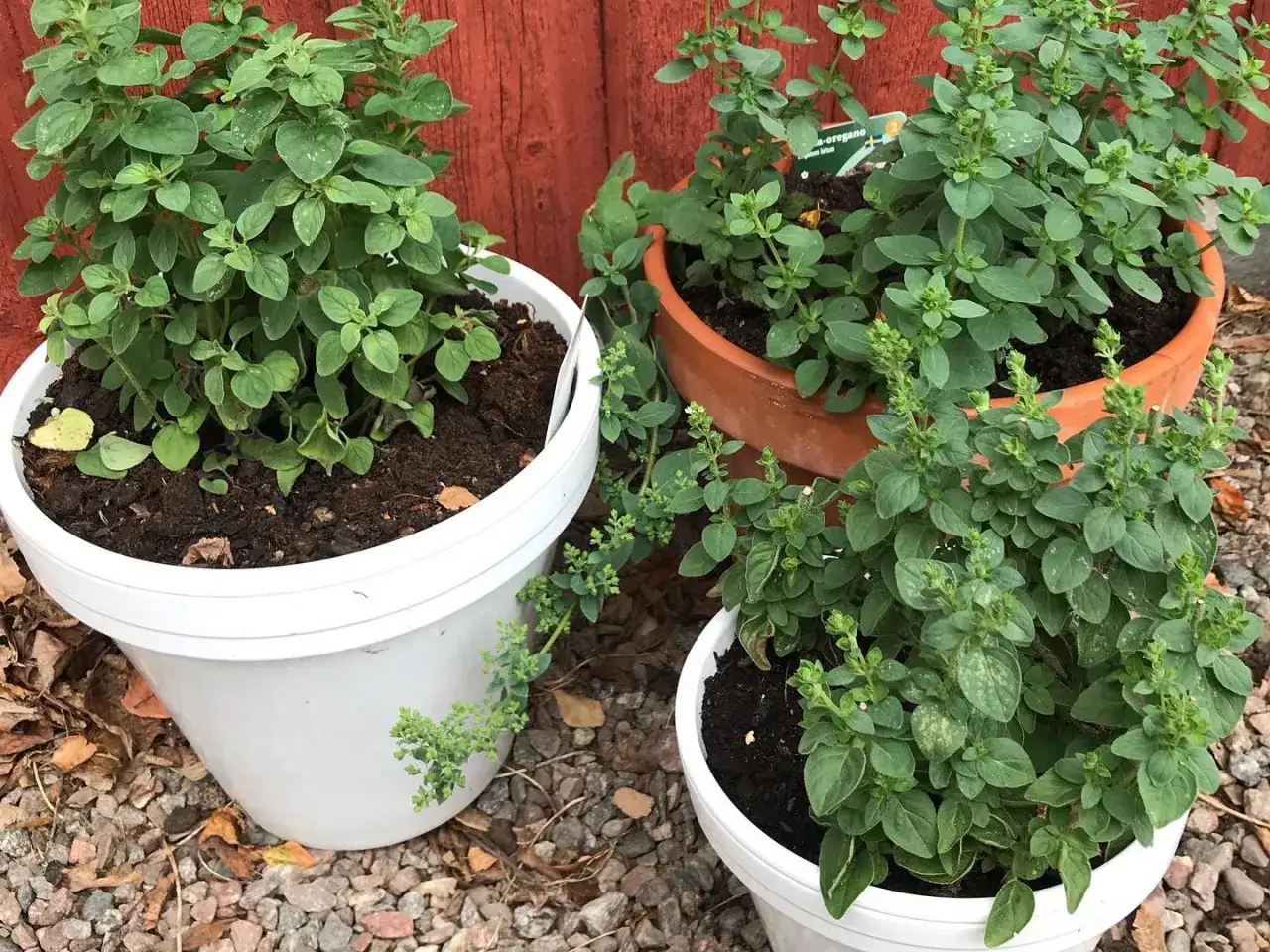 Tre krukor med frodig oregano planta. En i vit kruka, en i terrakottakruka och en till i vit kruka.