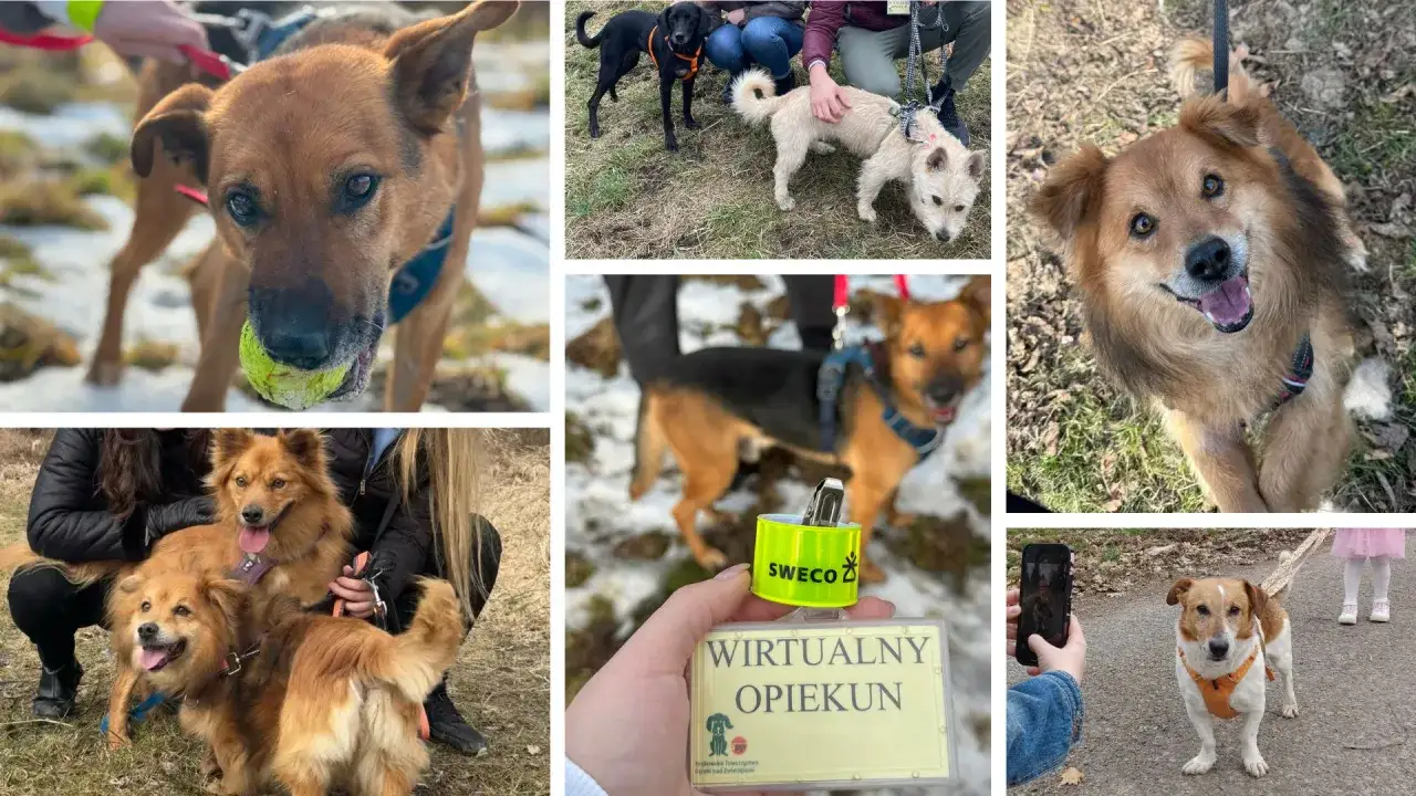 Radosne psy czekają na adopcję ze schroniska. Wirtualny opiekun wspiera zwierzęta, dając im szansę na nowy dom.