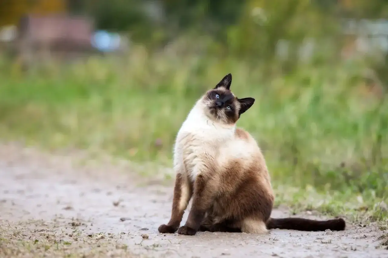 Siamkatze mit verdrehtem Kopf, wirkt, als hätte sie ein leichtes **vestibularsyndrom katze**. Sie sitzt auf einem Feldweg, umgeben von grünem Gras.