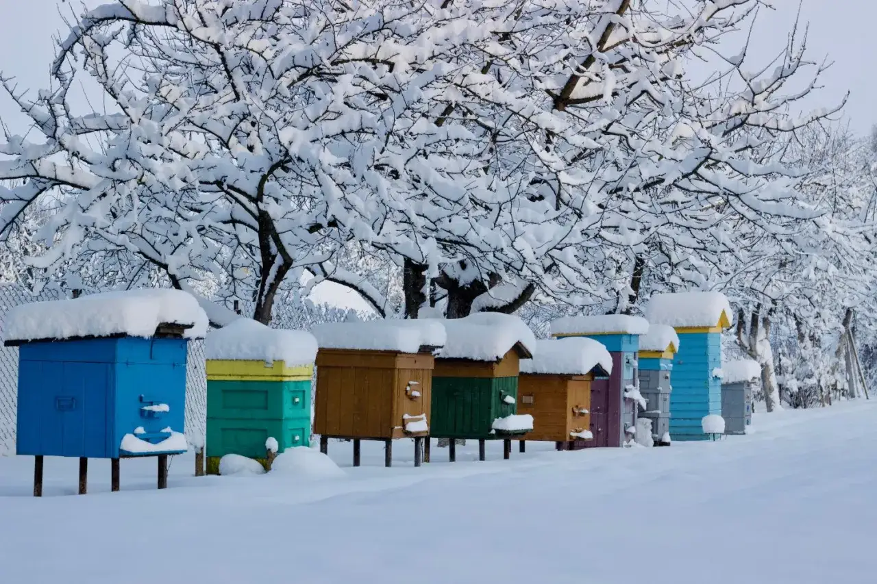 Bienenst&ouml;cke im Schnee unter schneebedeckten B&auml;umen. Hoffentlich sterben die Bienen im Winter nicht.