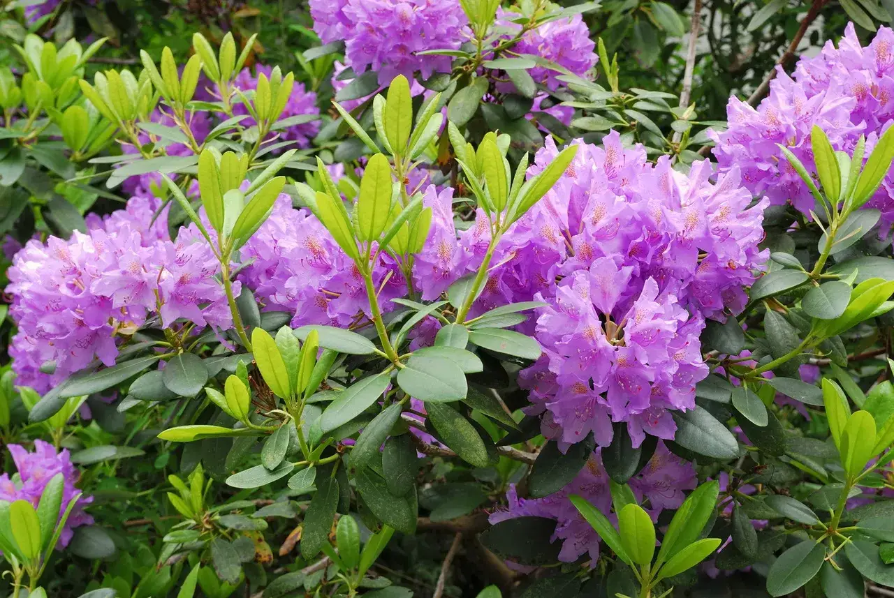 Kwitnący rododendron, piękny okaz do ogrodu. Pielęgnacja rododendronów jest prosta, a efekt zachwyca.
