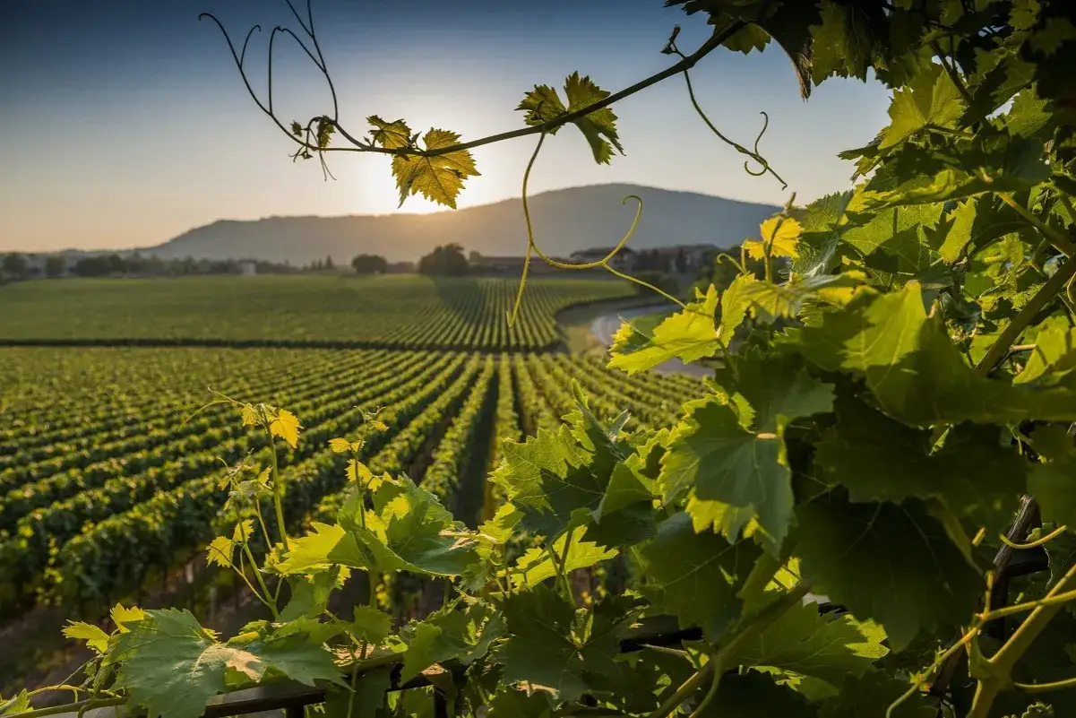 Vigneti al tramonto, promessa di un vino tipico della Franciacorta. Foglie verdi illuminano il paesaggio collinare.